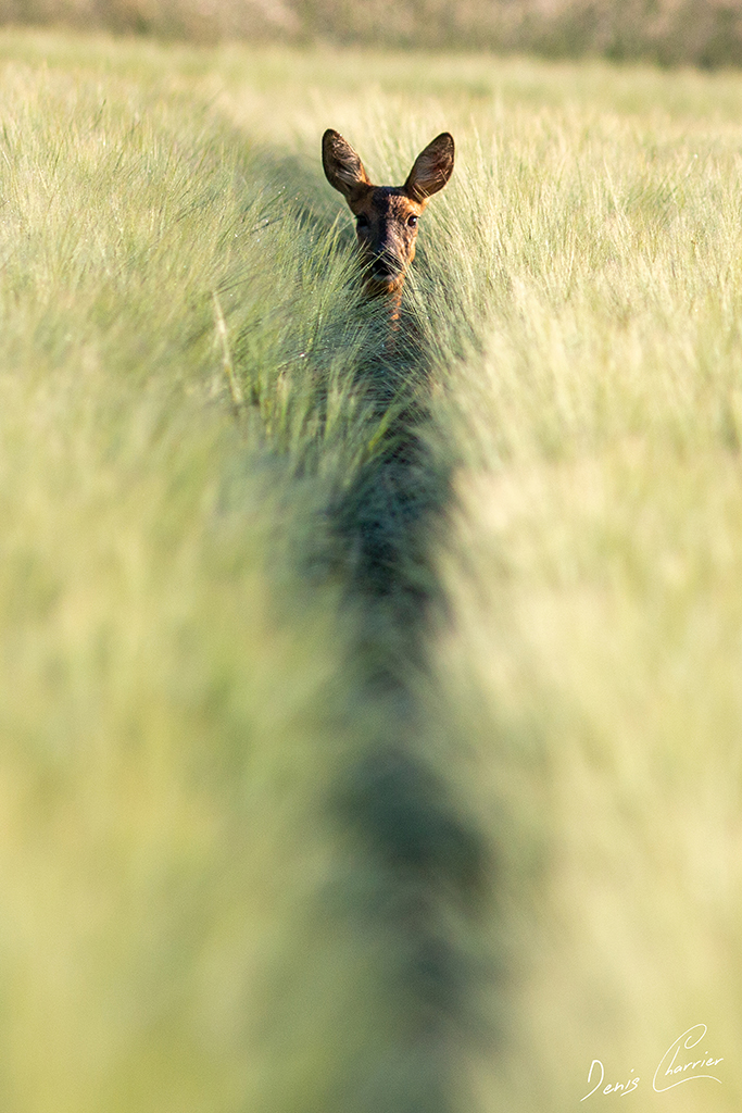 Chevrette dans un chamsp de blé